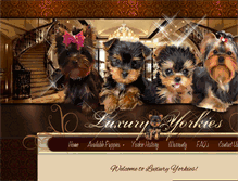 Tablet Screenshot of luxuryyorkies.com